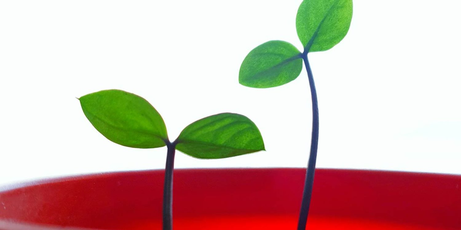 career-grow-ngo